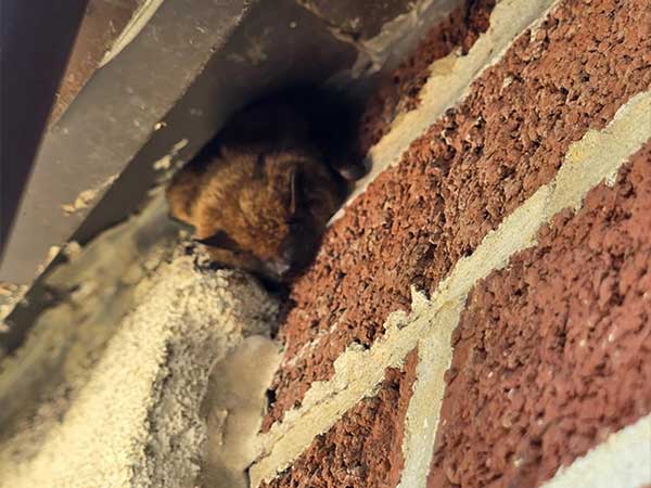 Dayton Critter Gitter are expert bat excluders.