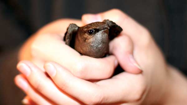Chimney Swift Removal Page:  Chimney Swift hand held.