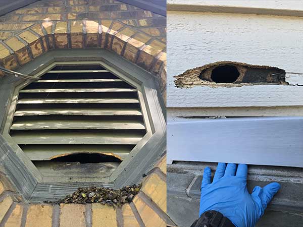 Barnes Dayton On Call Wildlife Control professionals are dmage control experts.