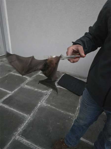 Barnes Dayton On Call Wildlife Control professionals are bat removal experts.