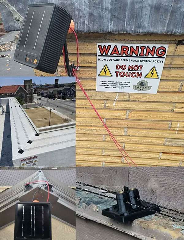 Seven Star Animal Removal by Barnes Wildlife Control provides their Roost Repeller Bird Control System.