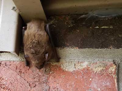 Remove Unwanted Winter Wildlife blog post photo at Barnes Wildlife Control: bats