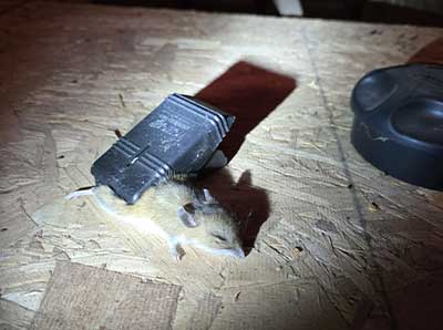 Remove Unwanted Winter Wildlife blog post photo at Barnes Wildlife Control: trapped mouse