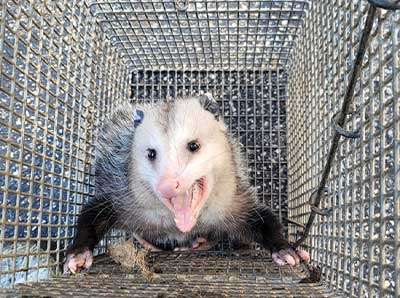 Remove Unwanted Winter Wildlife blog post photo at Barnes Wildlife Control: opossum
