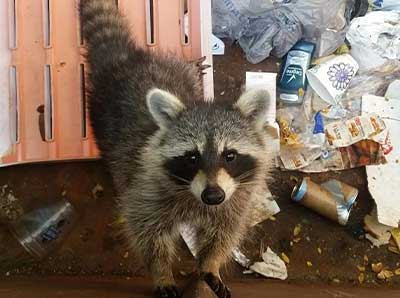 Remove Unwanted Winter Wildlife blog post photo at Barnes Wildlife Control: raccoon