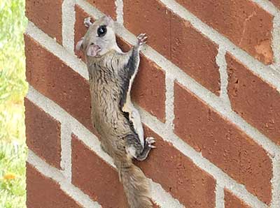 Remove Unwanted Winter Wildlife blog post photo at Barnes Wildlife Control: flying squirrel