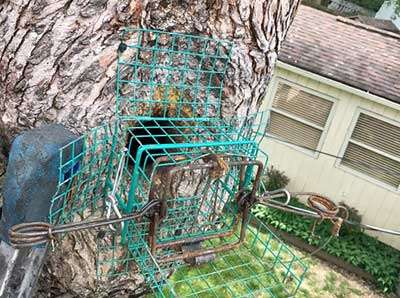 Remove Unwanted Winter Wildlife blog post photo at Barnes Wildlife Control: traps