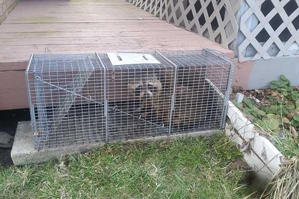 Raccoon Damages Sidney Ohio Crawlspace Blog photo: Raccoon trapped that was in the crawlspace