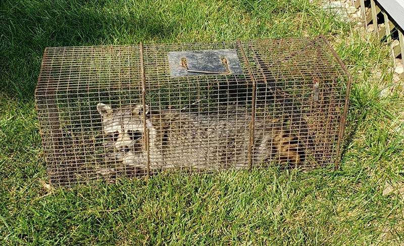 Raccoon Damages Sidney Ohio Crawlspace