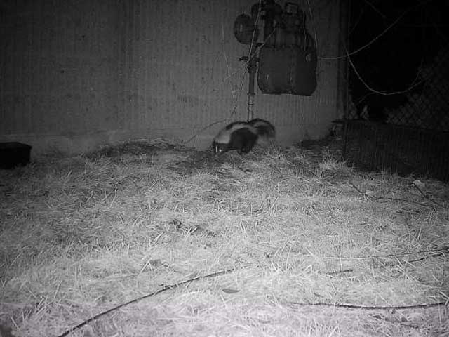 Mating Season Skunk Removal Blog Posting Photo: Skunk looking for a comfortable place to give birth after mating.