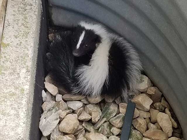 Mating Season Skunk Removal Blog Posting Photo: Skunk trapped in a window well.