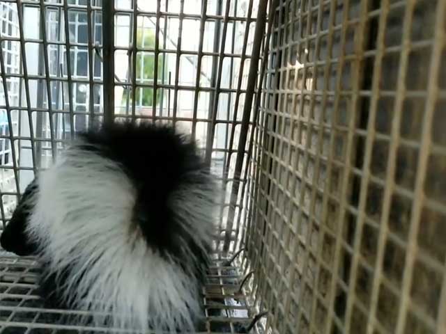 Mating Season Skunk Removal Blog Posting Photo: Another successful humane skunk catch by Barnes Wildlife Control.