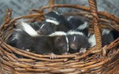 Mating Season Skunk Removal
