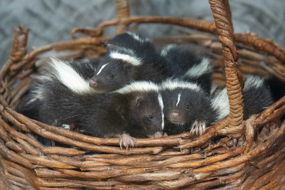 Mating Season Skunk Removal