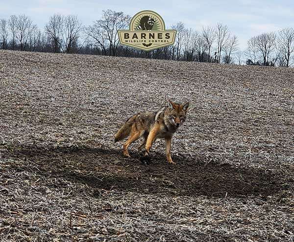 Urban Coyote Safety Tips Blog Page: Photo of a trapped coyote staring down a Barnes Wildlife Control technician