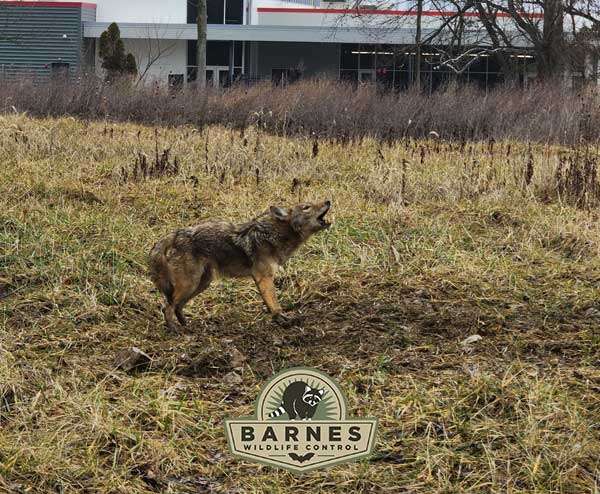 Urban Coyote Safety Tips Blog Page: Photo of a trapped coyote howling