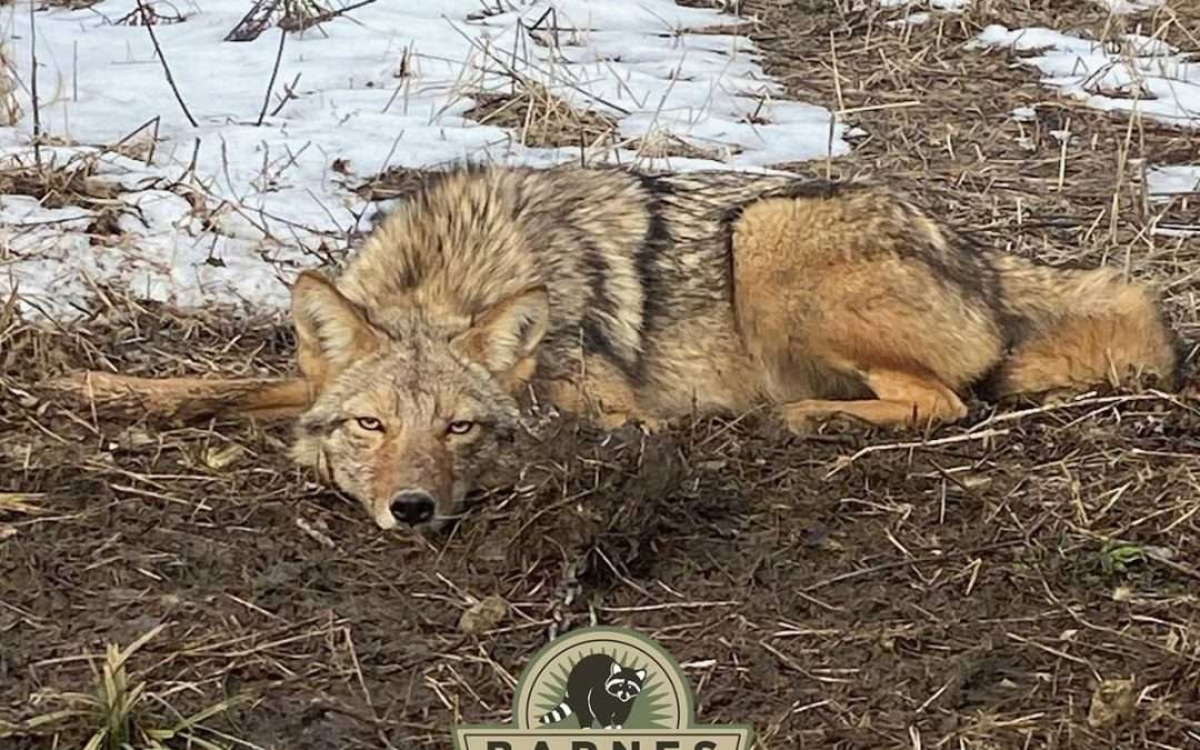 Urban Coyote Safety Tips