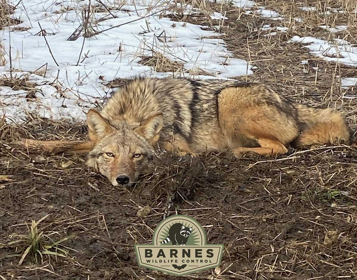 Urban Coyote Safety Tips Blog Page: Photo of a trapped coyote