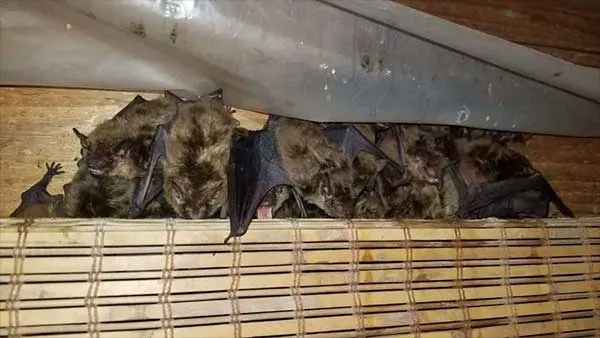 Miami County Animal Pest Removal Page with a A Cluster of Bats in a Dayton Home