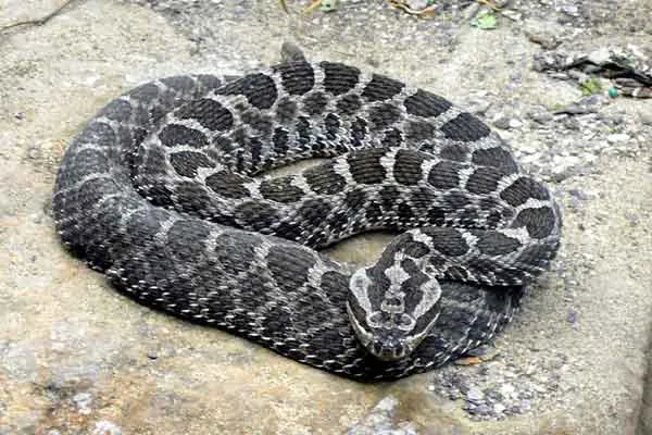 Massasauga Rattlesnake.Thanks to Tim Vicekrs from wikipedia commons.