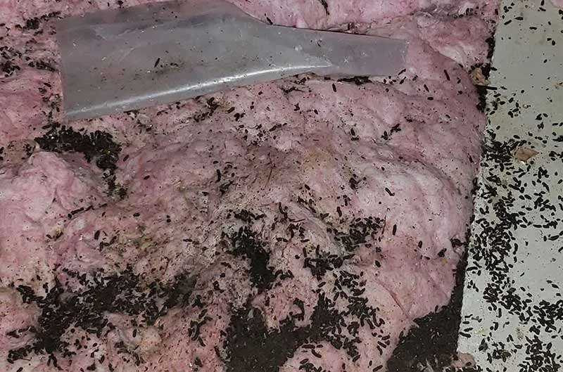 Oakwood bat removal service page photo of a bat guano in an attic.