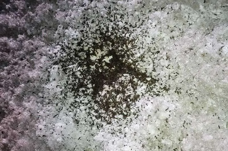 Greenville bat removal service page photo of a bat guano in an attic.