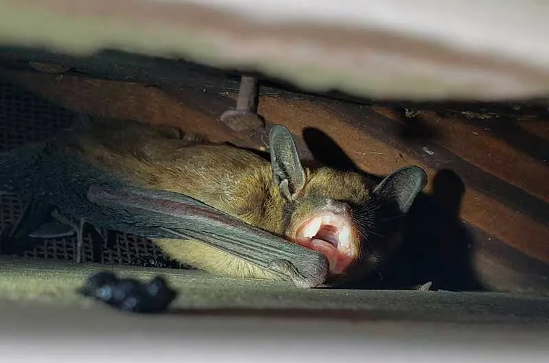 miamisburg bat removal service page photo of a bat hiding in the corner of a roof.