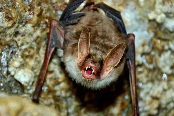Bat on ground  at Wildlife Removal Services