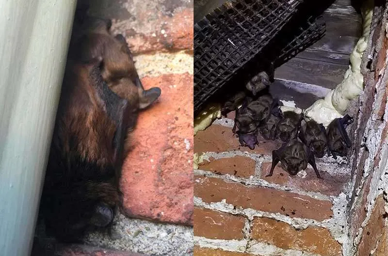 Centerville Bat Removal Service page photo of a bat hiding in the corner of a roof.