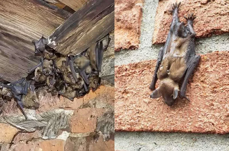 Centerville Bat Removal Service page photo of a bats in an attic and a bat hanging on the outside of a brick building.