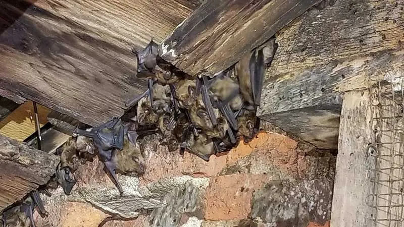 Dayton Animal Pest Removal photo of a colony of bats living in a Dayton Ohio basement.