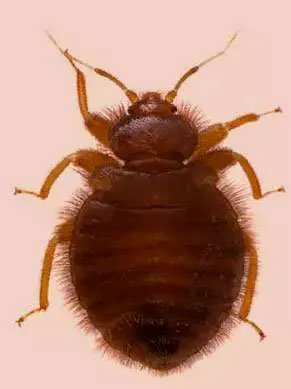 Bat Bug Removal Service Photo Of A Bed Bug