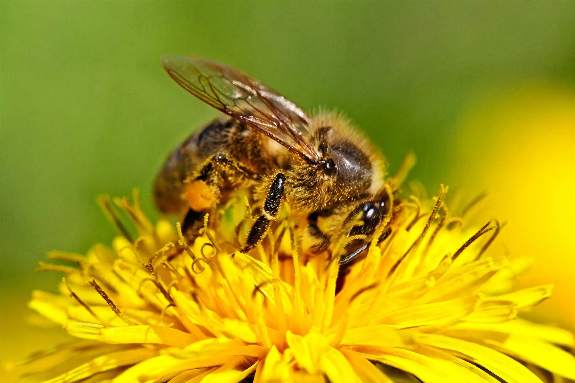 If you you many pollinating plants you will soon find bees coming to your property and you may need bee control in time.