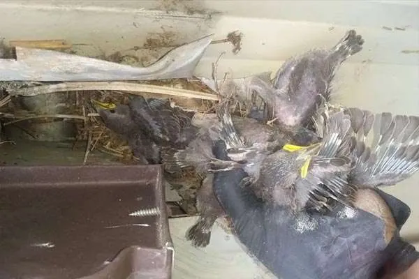 Birds Caught In Soffit  at Wildlife Removal Services
