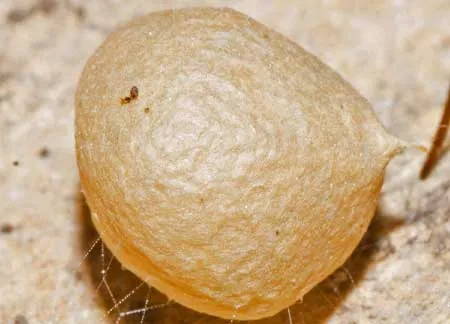 Spider Removal Service Page Photo: Black widow egg
