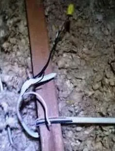 A squirrel chewed this electric wiring and died in the attic. Our squirrel removal team came to the rescue.
