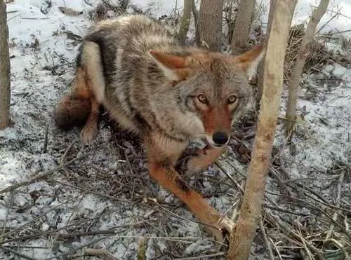 Coyotes kill a lot of newborn deer fawns, studies show as much s 80% of deer fawn are killed by coyotes.
