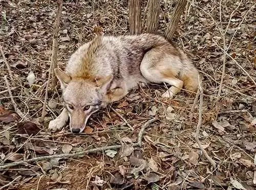 This coyote was trapped using a cable restraint trap after complaints of missing cats came into our office from the Vandalia, Ohio area.