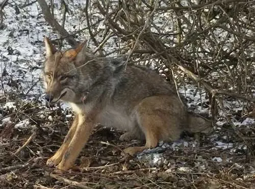 This coyote attacked a dog in Dayton and Barnes Wildlife was called in for coyote exterminator services.