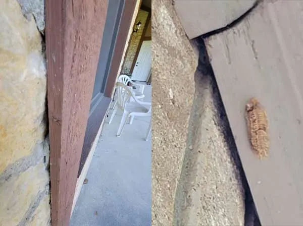 miamisburg bat removal service page photo of a gaps that bats use to access a building.