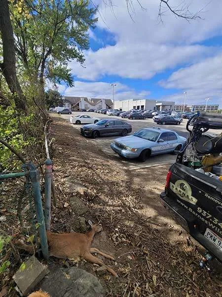 Photo at Dead Animal Removal Carcass Disposal: Barnes Wildlife Control removes and disposes of dead deer more than any other species.