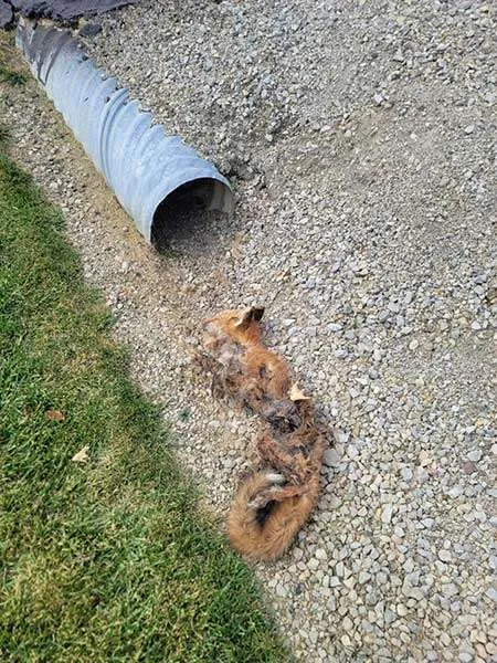 Photo at Dead Animal Removal Carcass Disposal: Dead fox that needs to be removed from property.