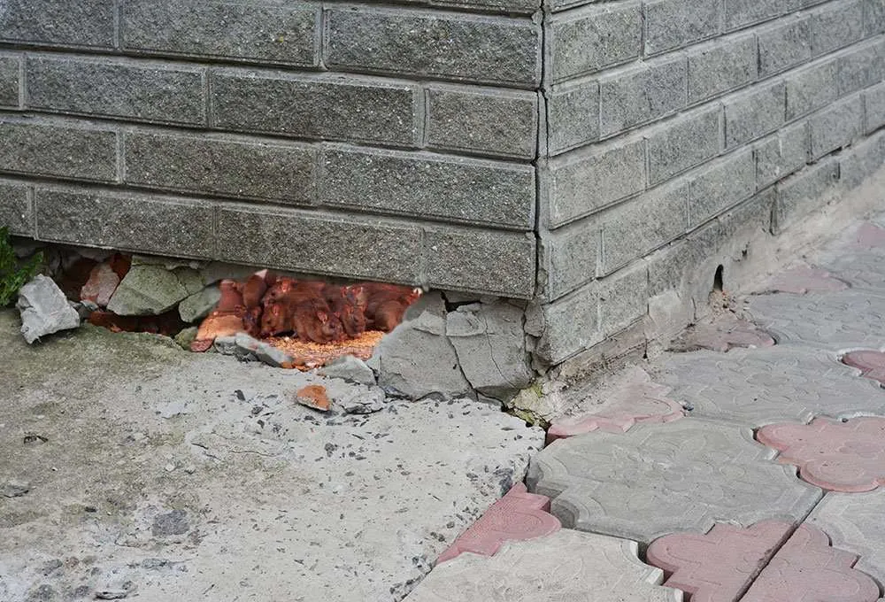 animal damage repairs photo of a damaged vent being repaired