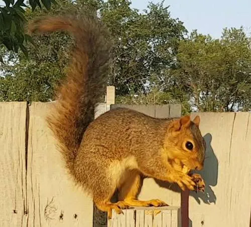 Fox squirrel at squirrel removal - WorldwrestlingfederationVKM, CC BY-SA 3.0  via Wikimedia Commons