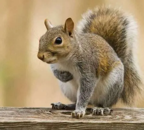 gray squirrel at squirrel removal