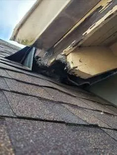 Squirrels chew through fascia to get into attics. Our squirrel removal carpenter team did all the repairs.
