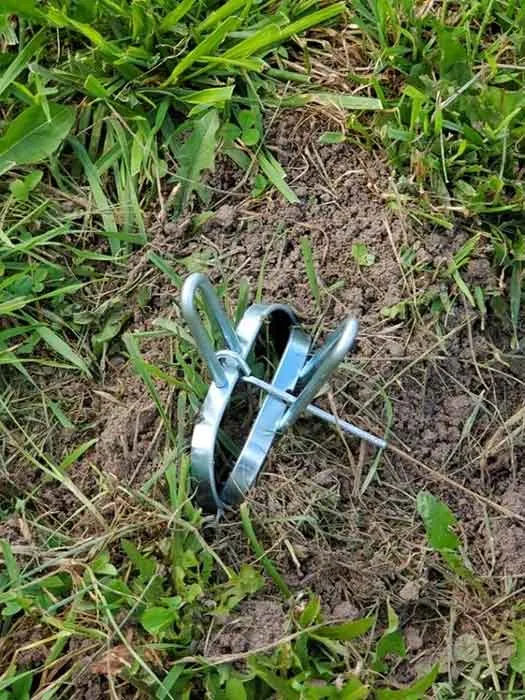 Mole Yard Removal Trap Placement