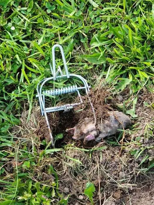 Mole caught in trap after Mole Yard Removal Trap Placement.
