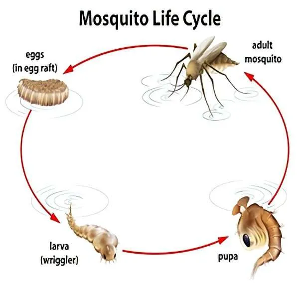 mosquito cycle