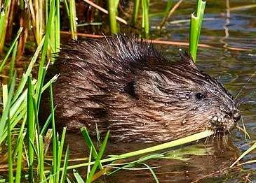 Middletown beaver muskrat removal service page: Photo of a muskrat. Thanks to Cephas, CC BY-SA 3.0 via Wikimedia Commons